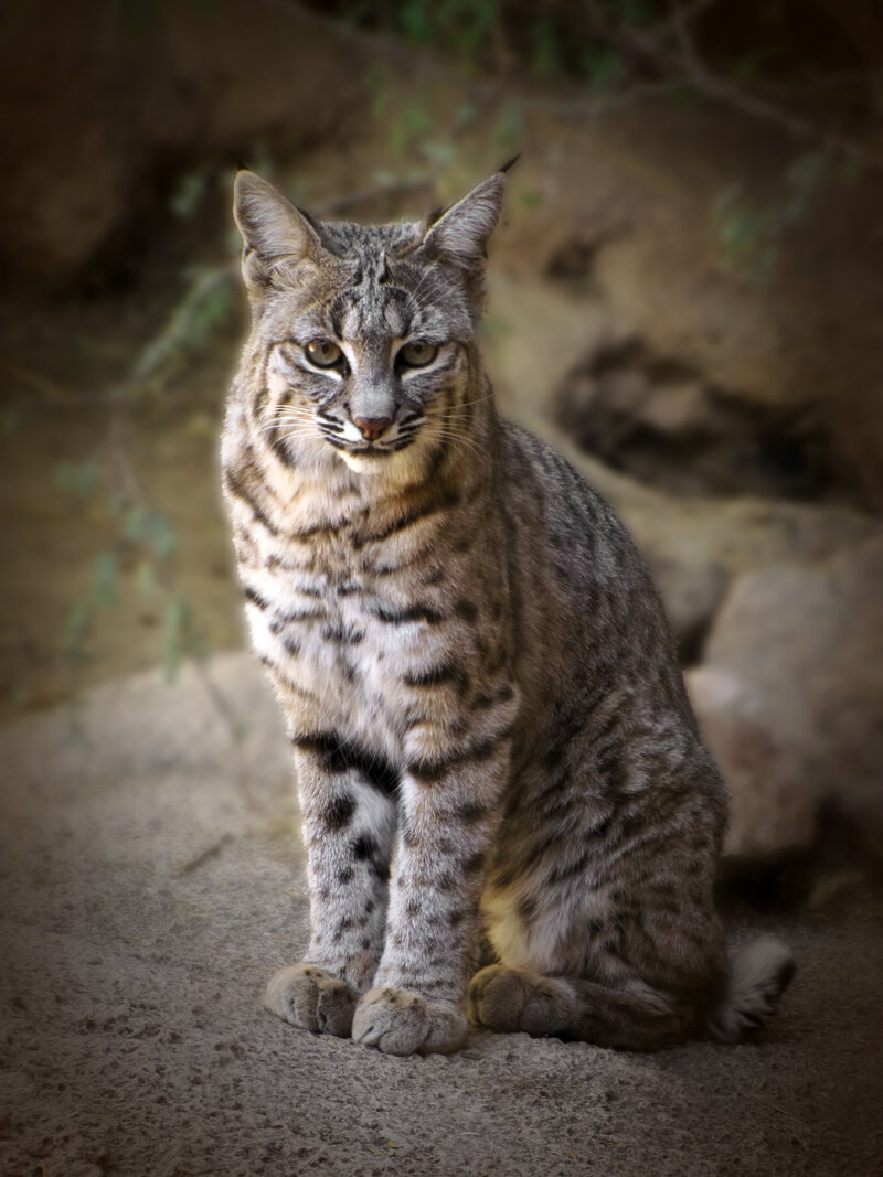 Bobcat 