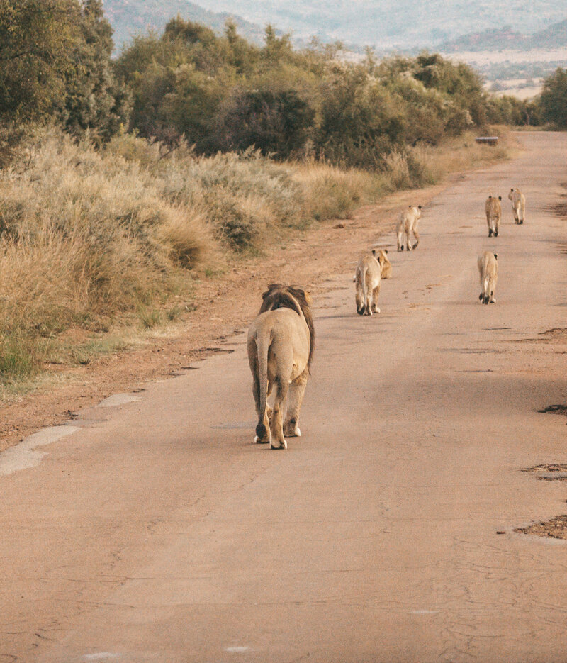 Lions walking in the wild