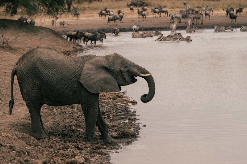 Tanzania Safari  (9)
