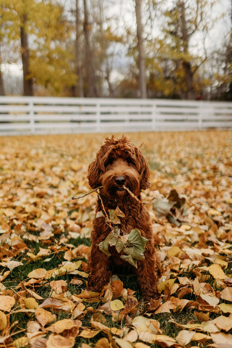 Cream Australian Labradoodle Phoebe
