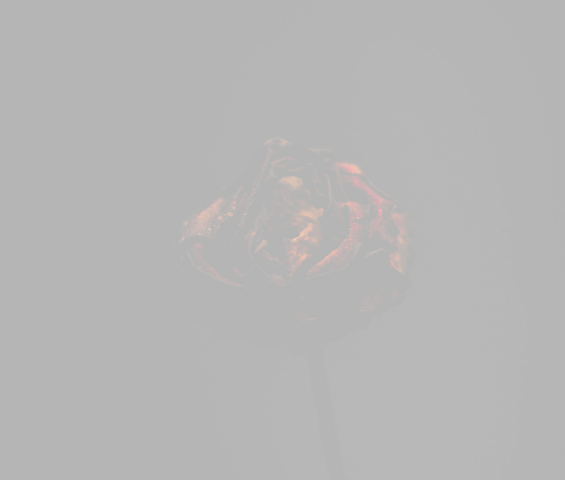 a transparent rose