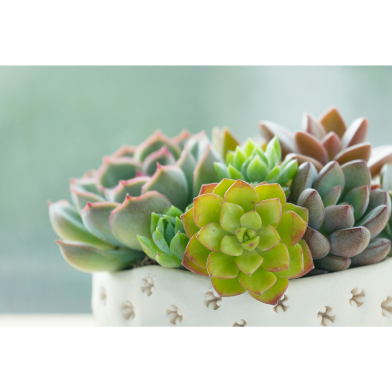 Close up of a potted succulent.