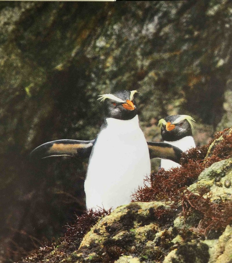 Penguins photographed by Warren in Fiordland, New Zealand