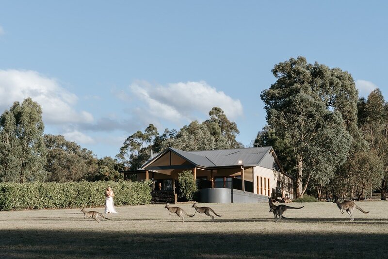 A bride standing on the grass next to a cottage watching kangaroos jump past.