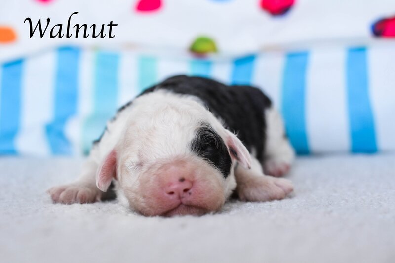 Available Mini and micro Sheepadoodle Puppies