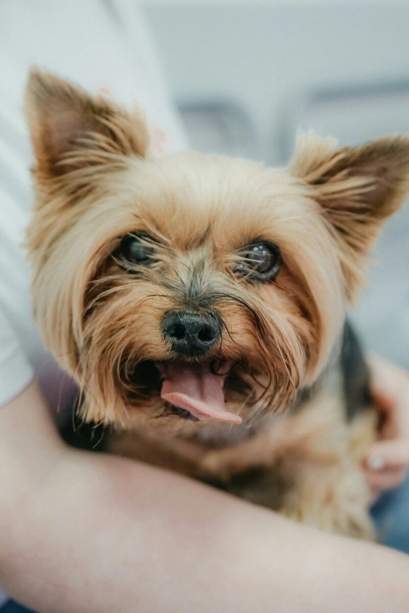 a yorkie terrier looking at the camera
