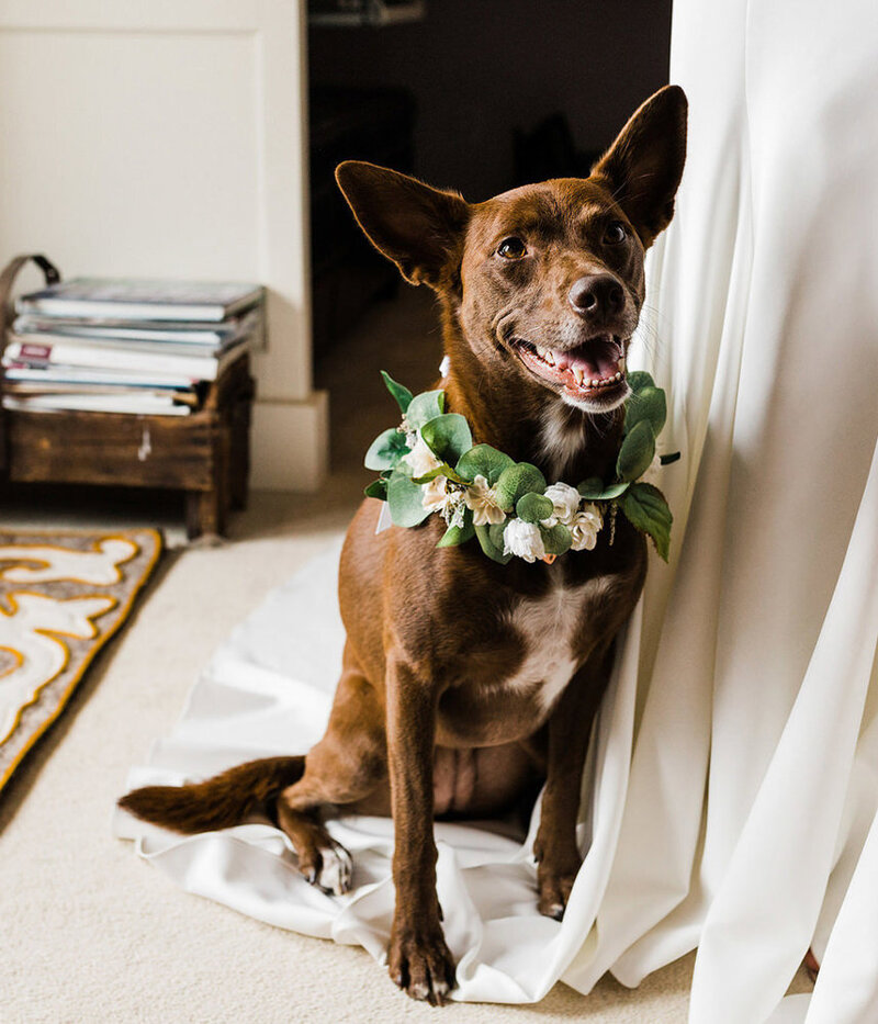 Pacific Northwest elopement photographer captured this sweet photo of a bride's dog wearing a flower collar