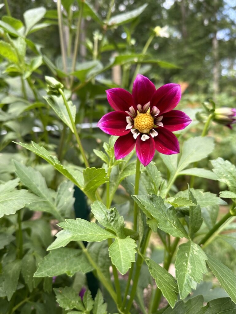 BC3D2538-F238-4347-B0EF-F0DFFF7E1550_1_105_c