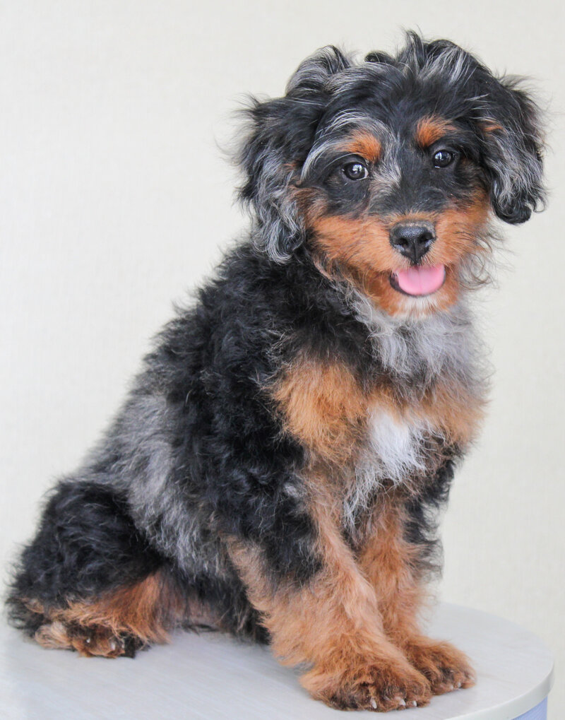 Tiny Maltipoo Puppy in arms