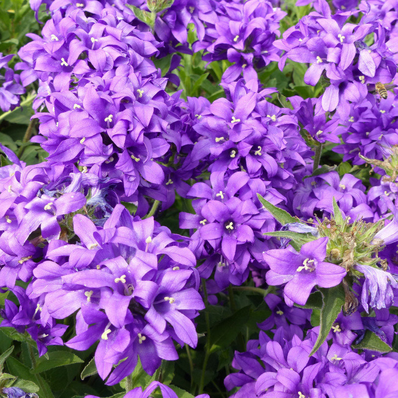 zvoncek-klbkaty-campanula-glomerata-semiacka-01-gr