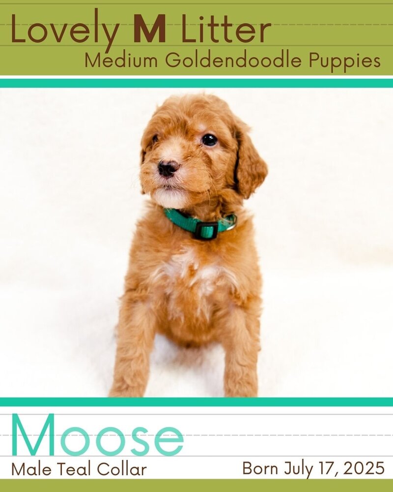 M Litter - Teal Moose Male