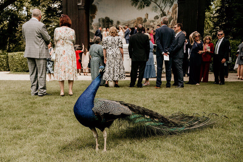 Peacock at outdoor wedding