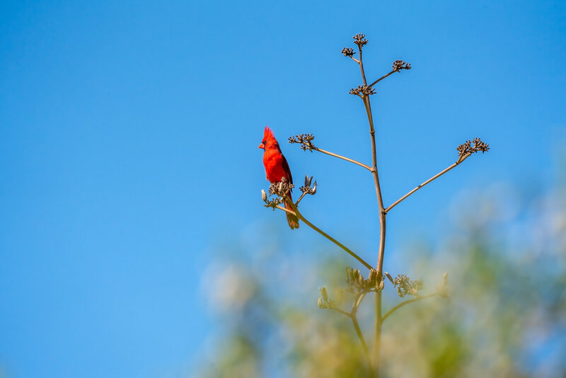Northern Cardinal on Agave Inflorescente