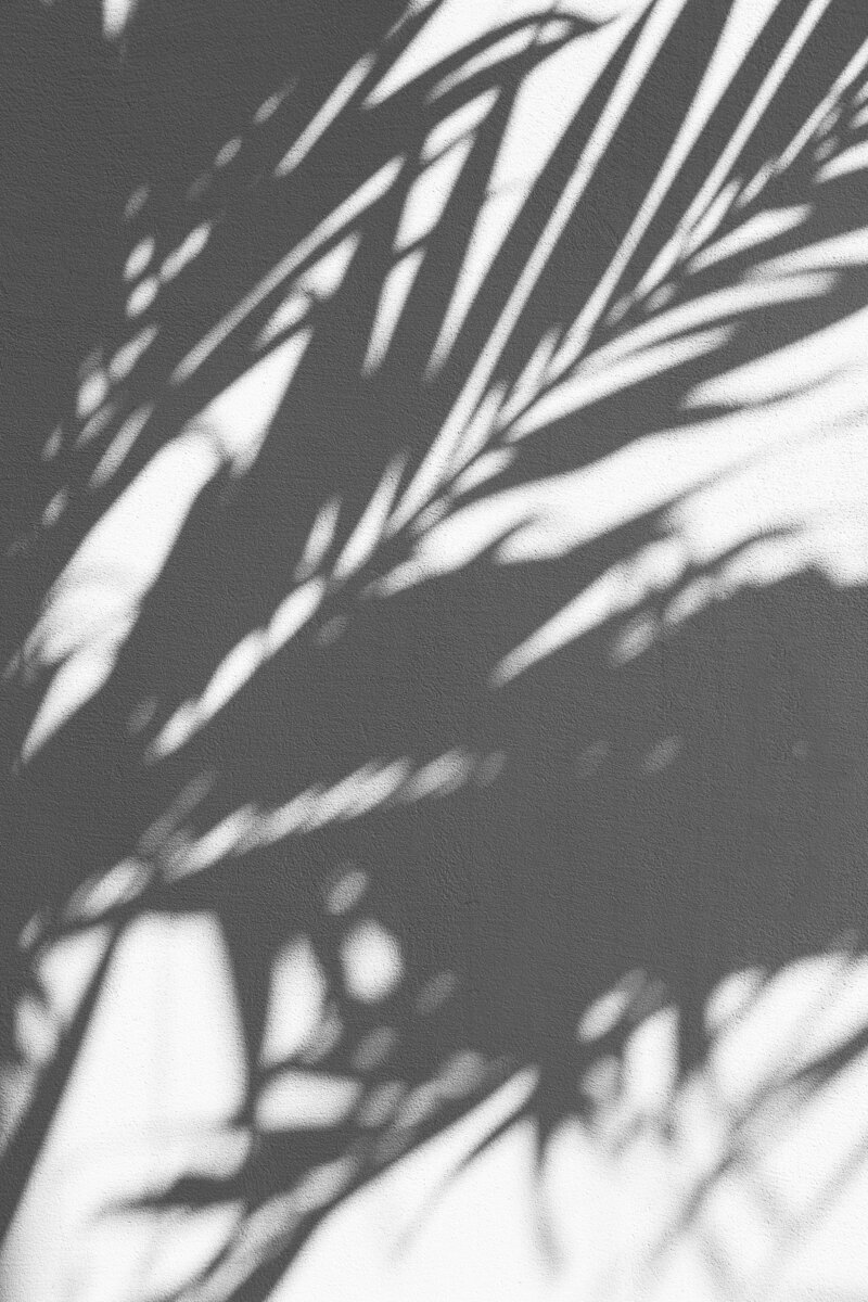 Palm tree leaves casting shadows