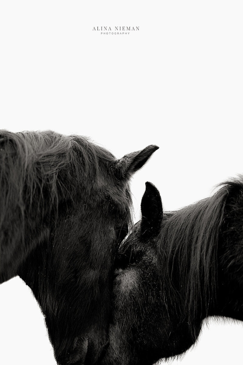 Ontdek de gelukkige verhalen van onze klanten bij Alina Nieman Photography. Lees echte recensies en getuigenissen van mensen die hun speciale momenten hebben laten vastleggen door onze professionele paardenfotograaf. Kom erachter waarom onze klanten ons vertrouwen voor tijdloze en betekenisvolle herinneringen.
