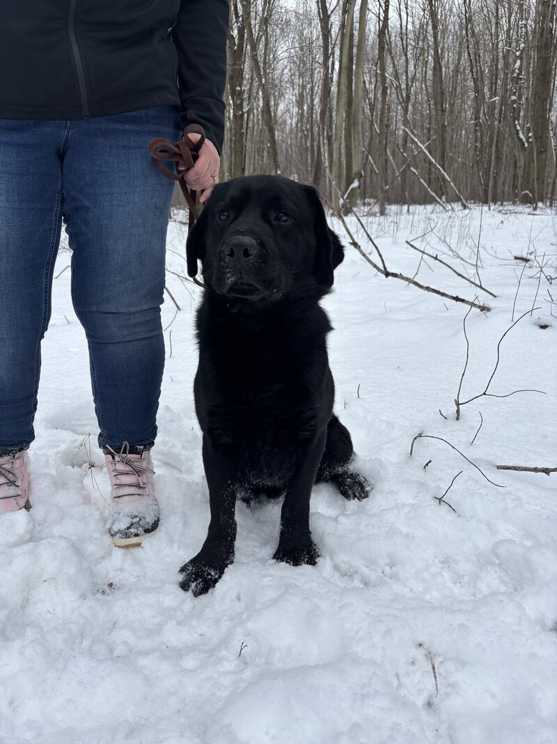 AKC Labrador Retriever stud with OFA health certification.