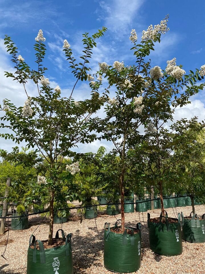 Mature Trees Sydney - Lagerstroemia Indica x L. Fauriei - Crepe Myrtle Natchez - Go Green Nurseries