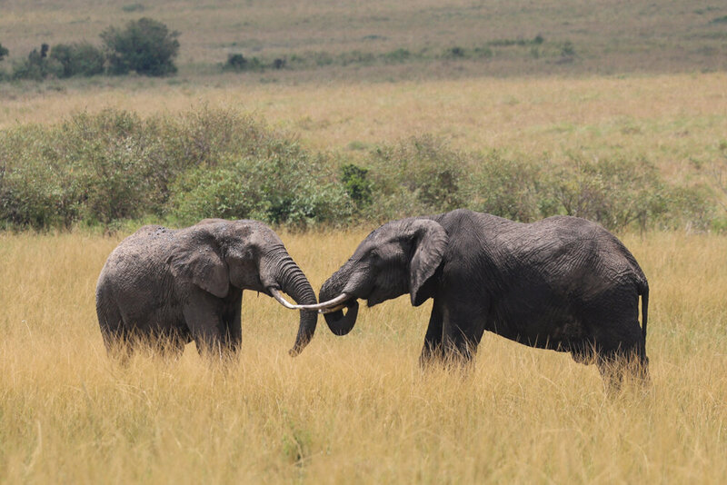 safariedited-186