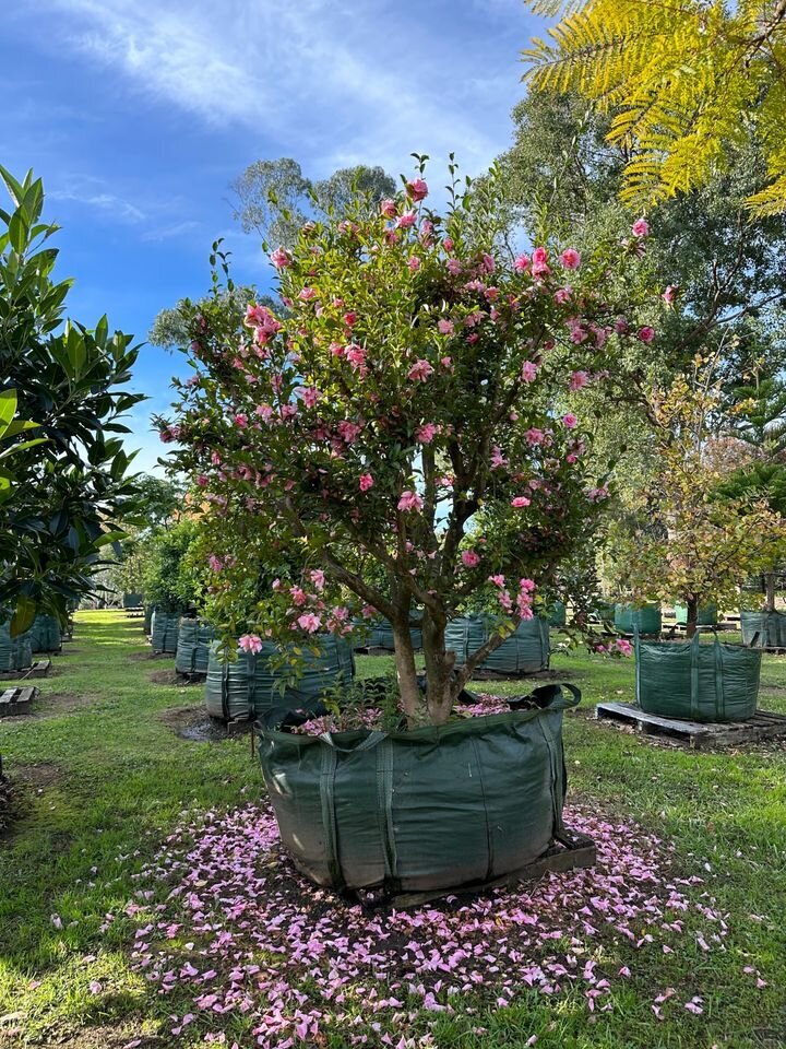 Camellia Jennifer Susan - Cameilla Sasanqua Jennifer Susan