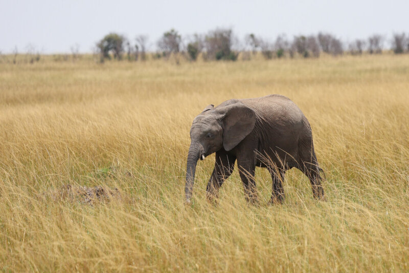 safariedited-208