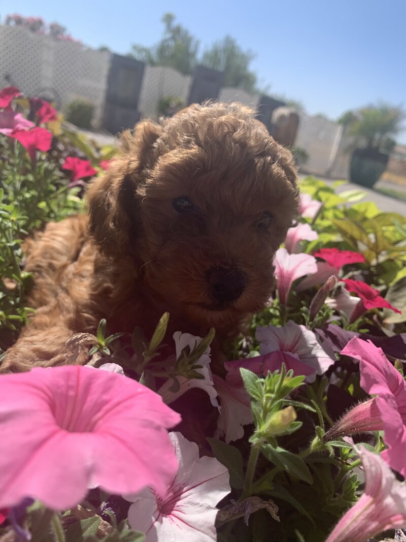 Silver Rose Poodles & Doodles Puppies Silver Rose Poodles & Doodles Puppies