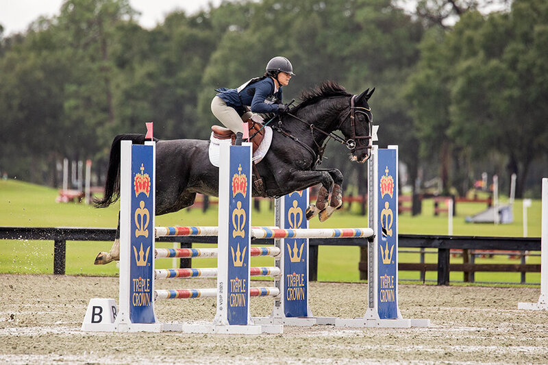 eventing horse for sale