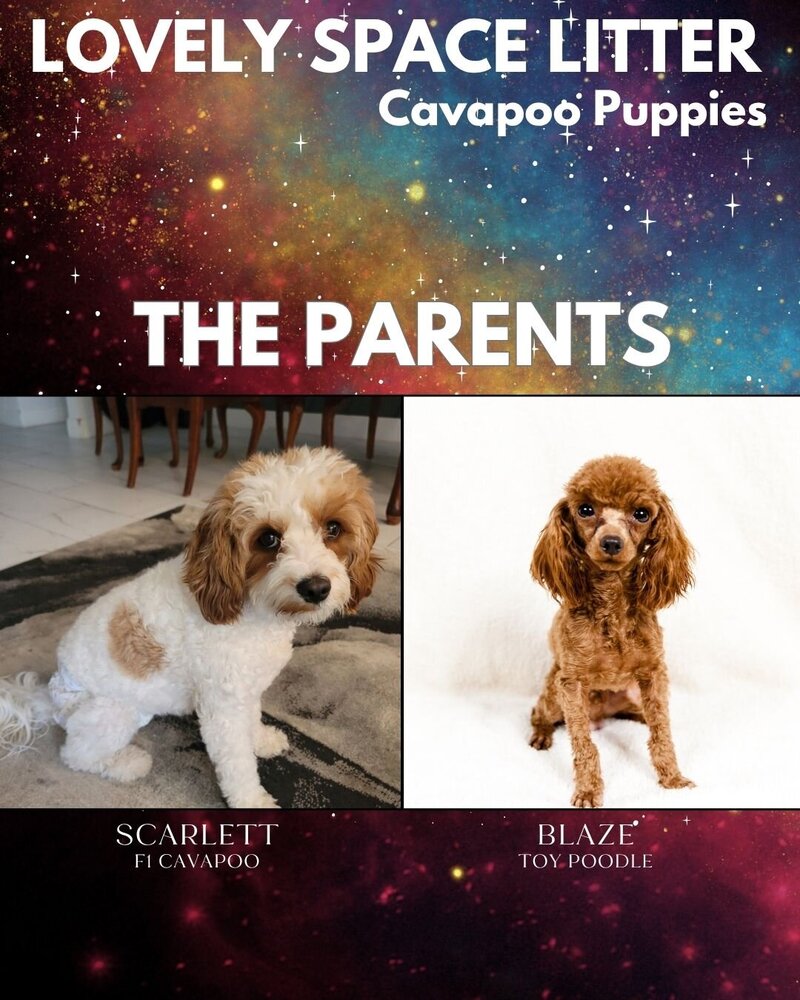 Space - The Parents
