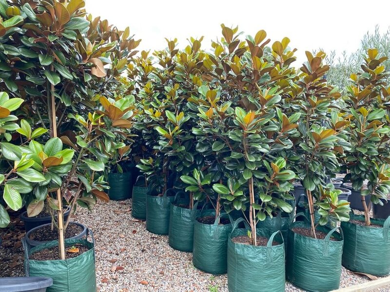 mature Teddy Bear Magnolia Trees for Sale in Sydney