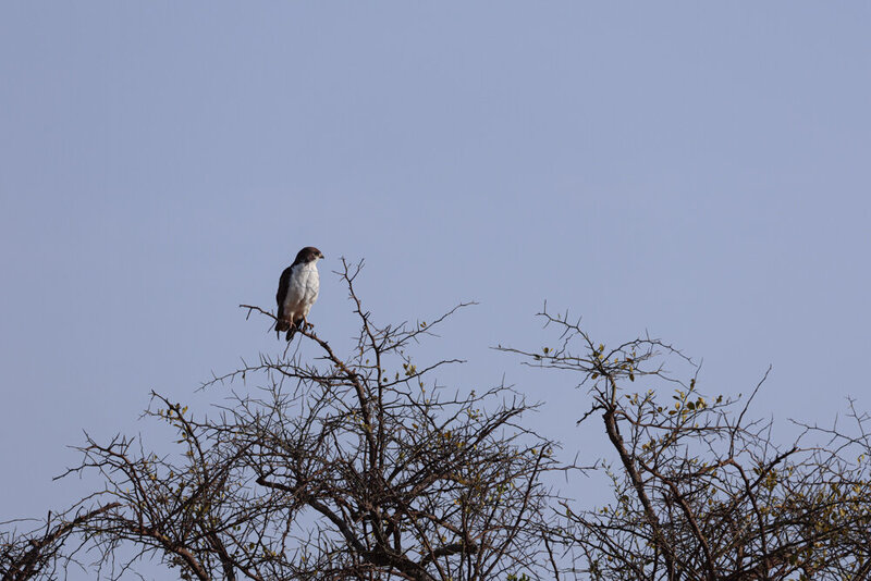 safariedited-340