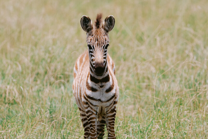 safariedited-469