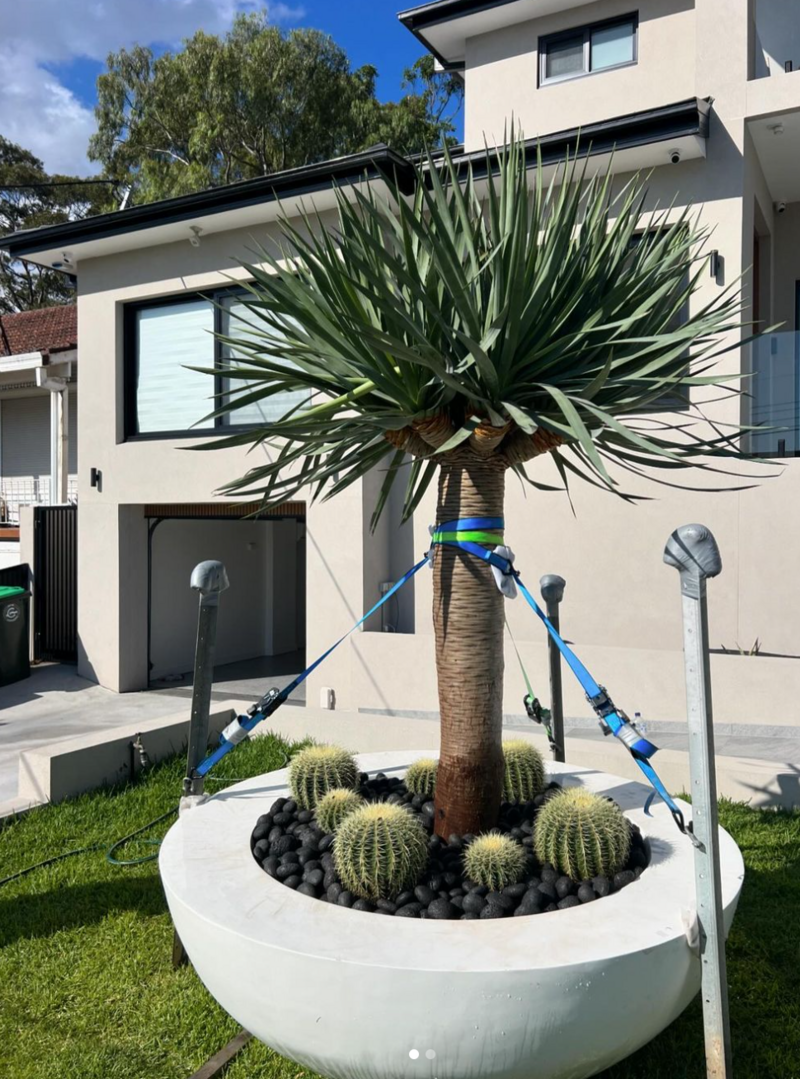 Go Green Nurseries -  Dragon Trees - Dracaena draco