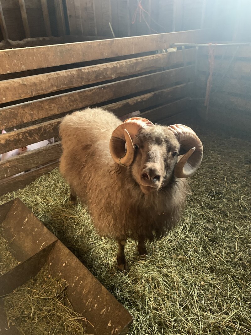 a sheep in it's pen