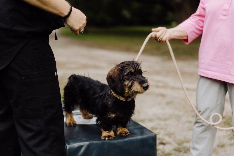 Mobile integrative veterinary care South Carolina_Burkett Veterinary Services 
