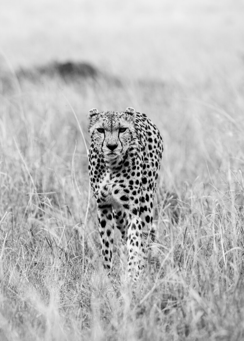 Cheetah in the wild