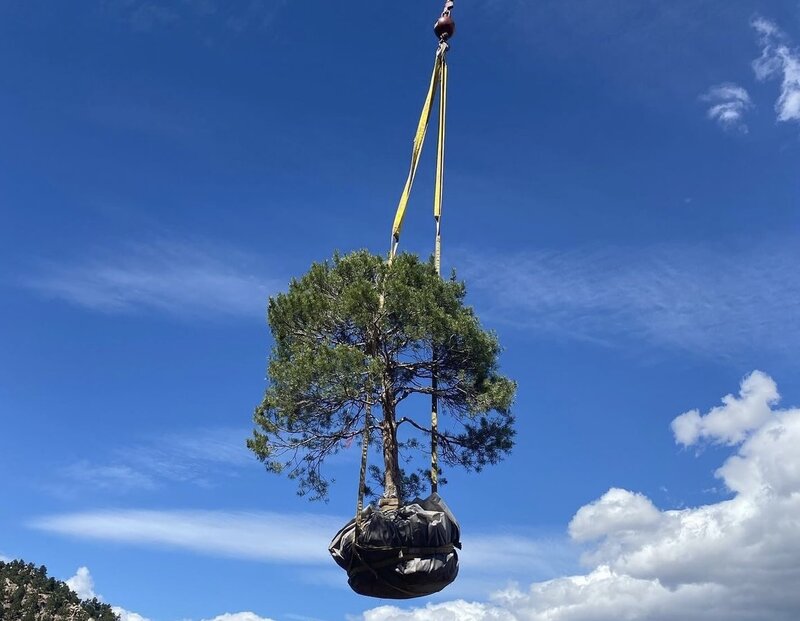 Expert tree installation by Mountainside Crane Service