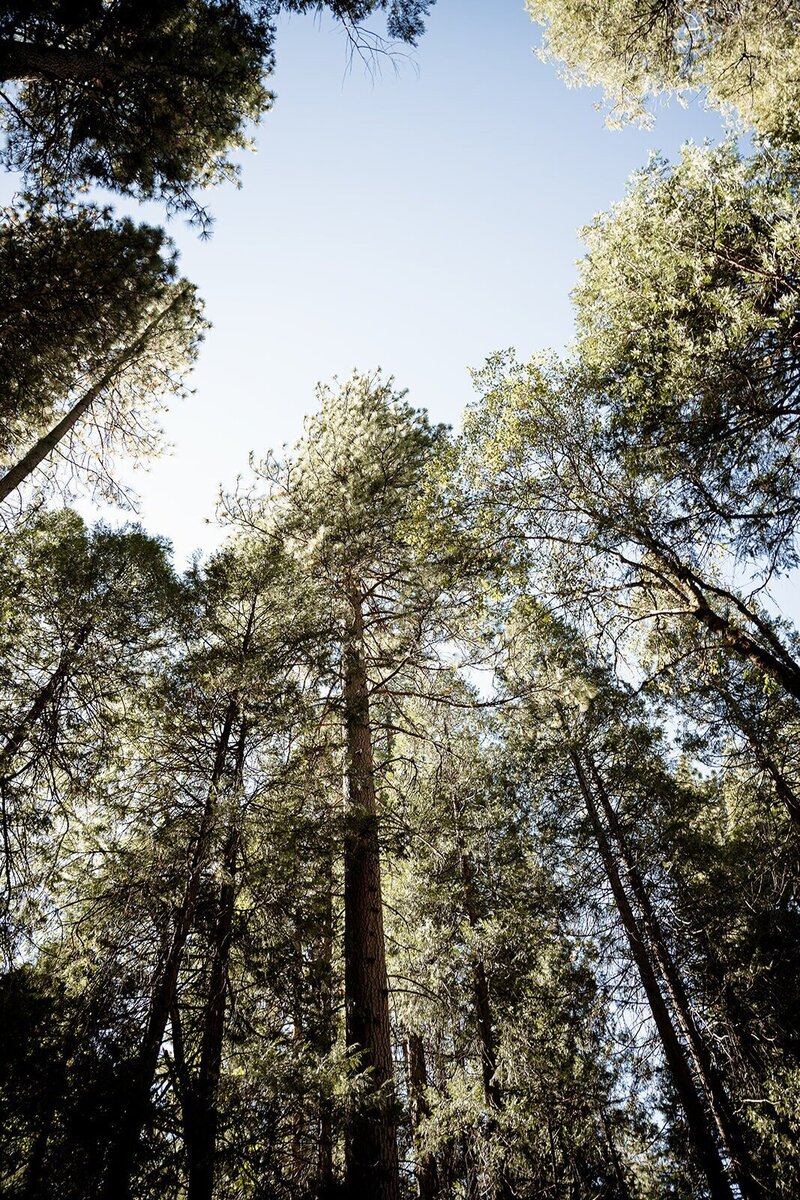 Beautiful trees in Yosemite