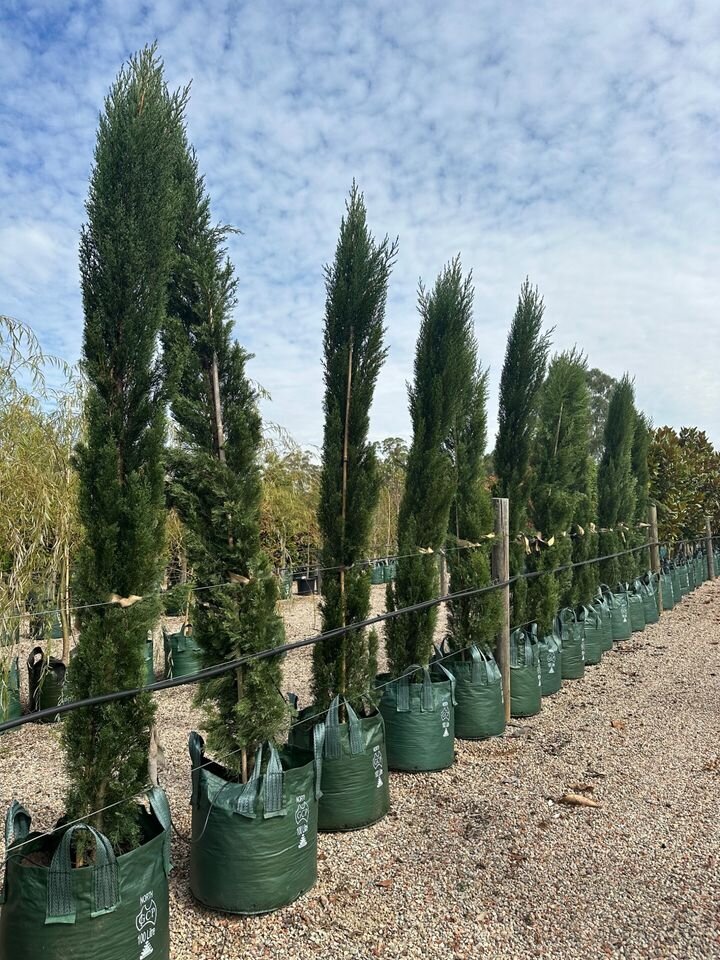 Cupressus Sempervirens Glauca - Italian Pencil Pines - Mature Hedges & Screens Sydney