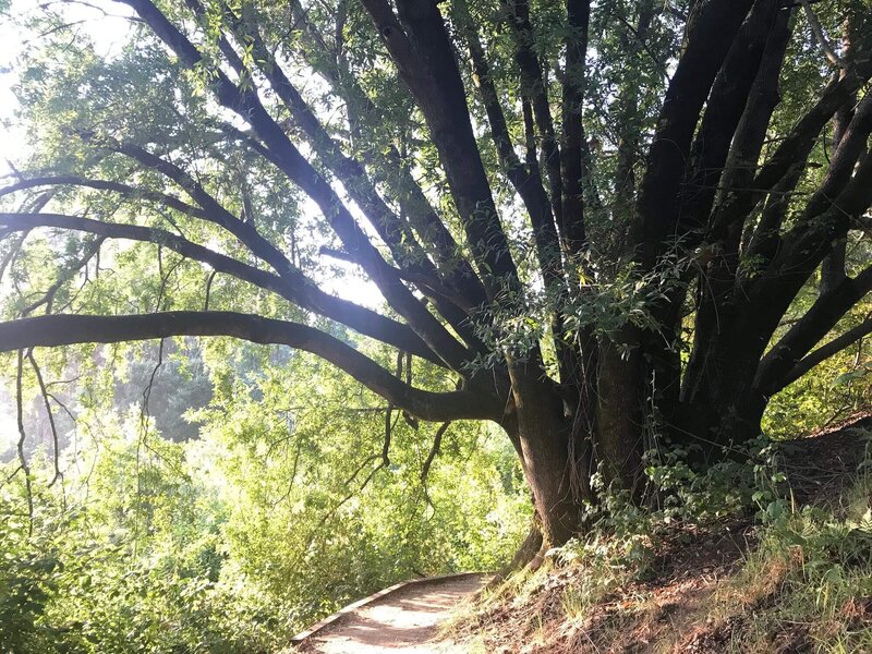 Tree and a path in nature