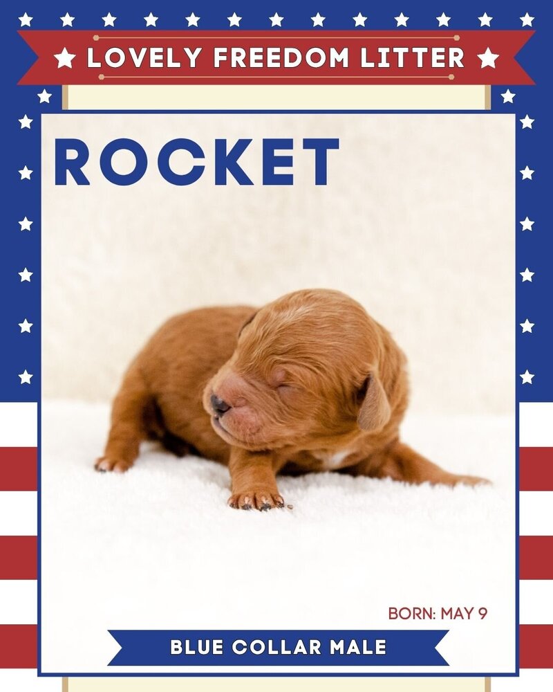 Freedom - Blue Rocket Male