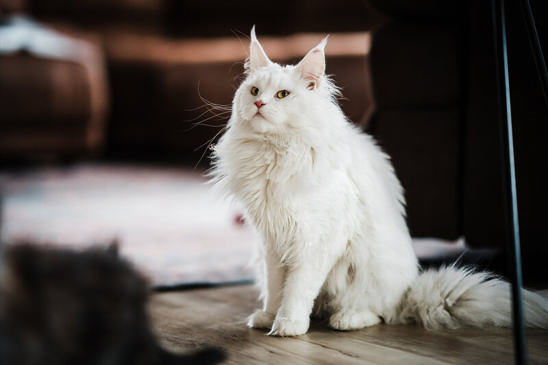Mature female polydactyl Maine Coon Queen mom in white.