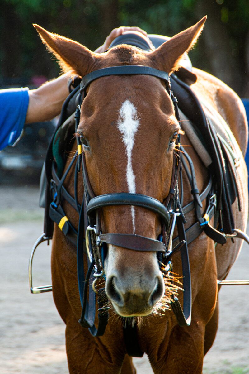 Polo-in-Careyes-Copa-Agua-Alta-7846