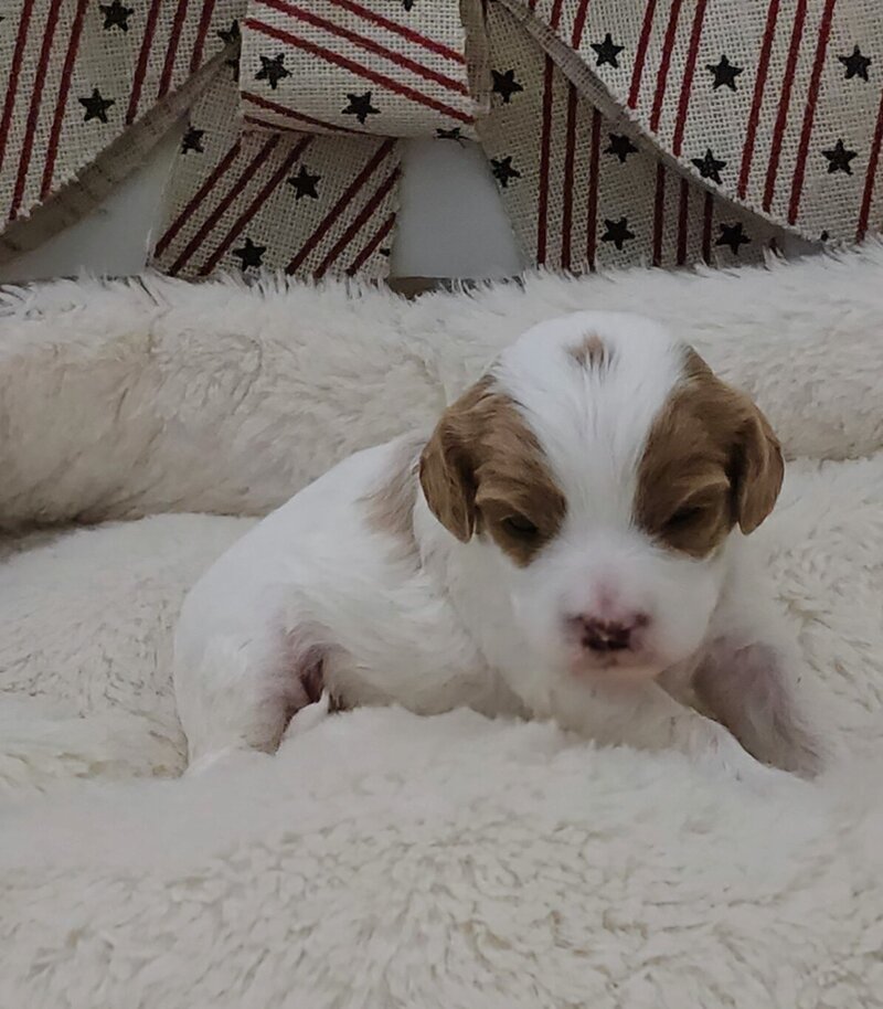 Daisy F2