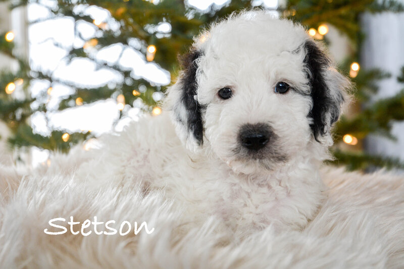 Available Mini and micro Sheepadoodle Puppies