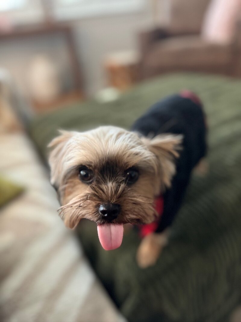 Tiny Yorkie puppy with tongue hanging out wearing black and red sweater stands on couch