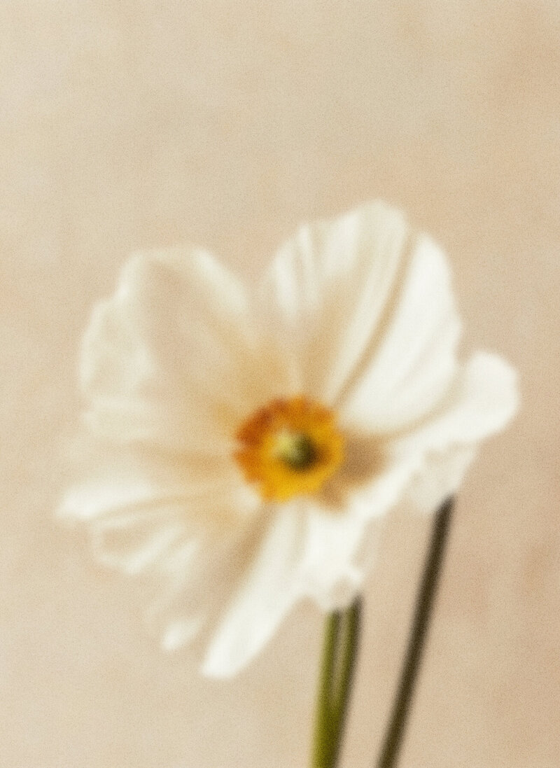 Grainy Floral Blooms