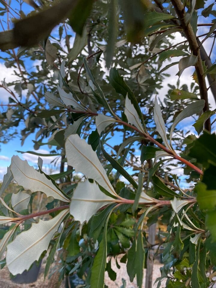 Coastal Banksia - Banksia Integrifolia - Sydney Plant Nursery - Mature Trees Sydney