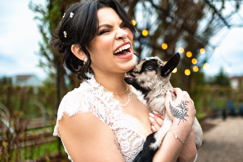 A bride laughs as she holds a baby goat after her wedding ceremony in a garden in Ann Arbor Michigan