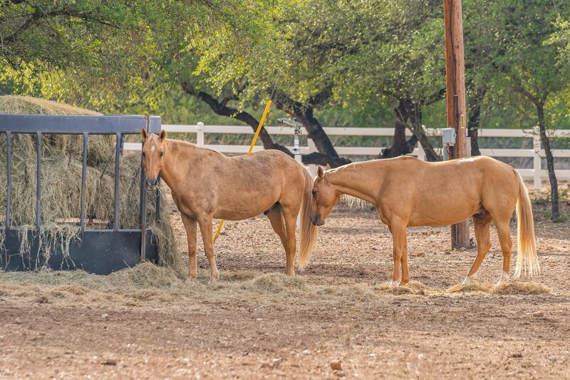 horses at ranch