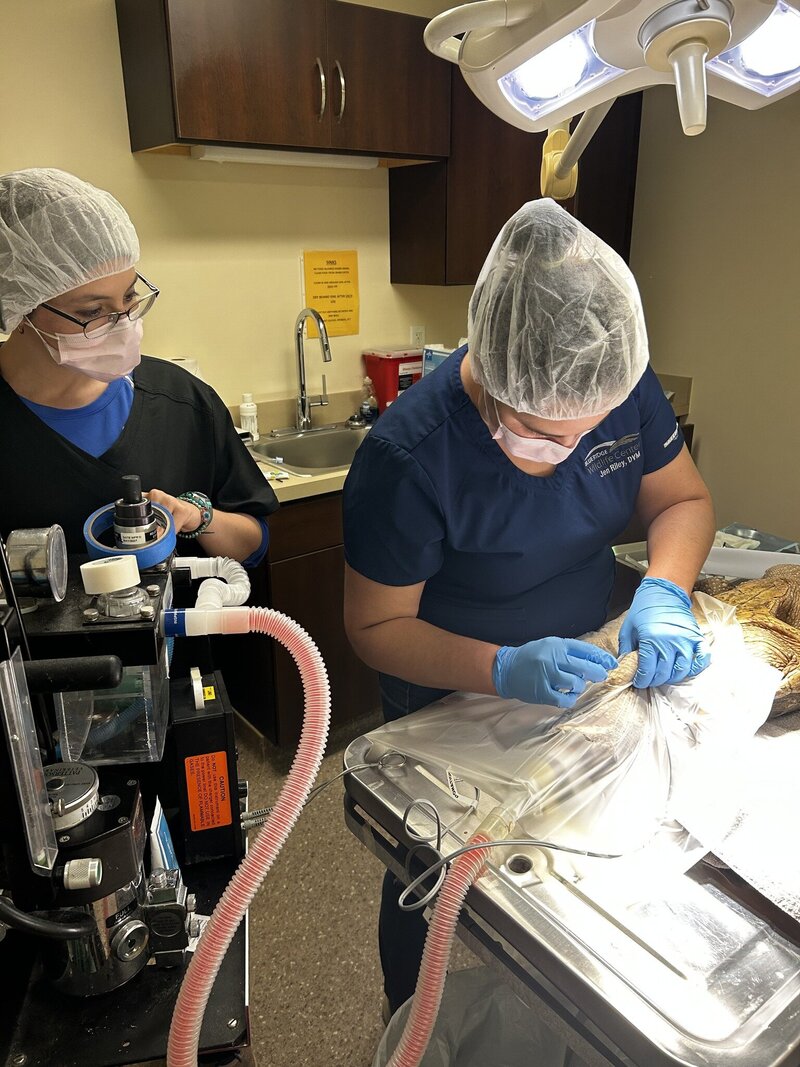Surgery