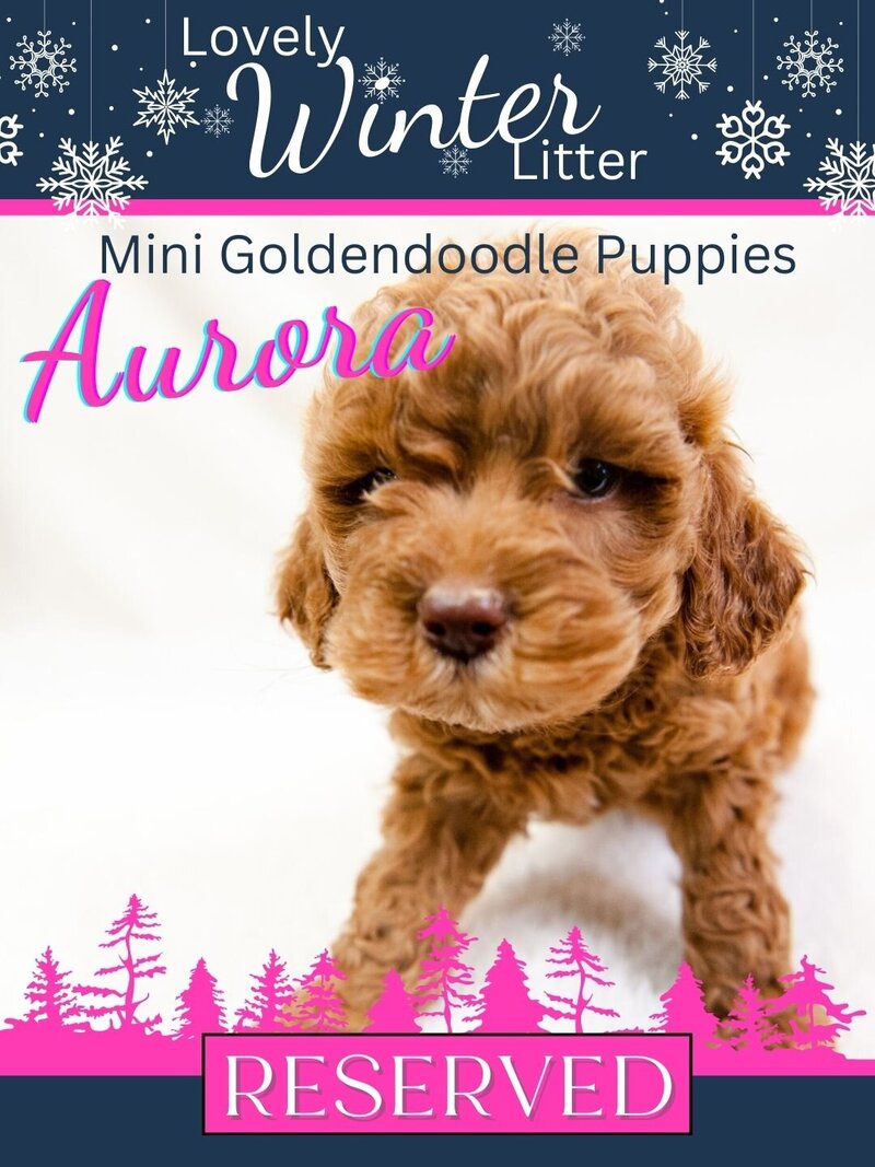 Winter - Hot Pink Aurora Female